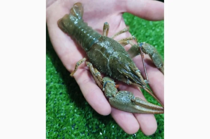 Раки живые и вареные- фото № 4