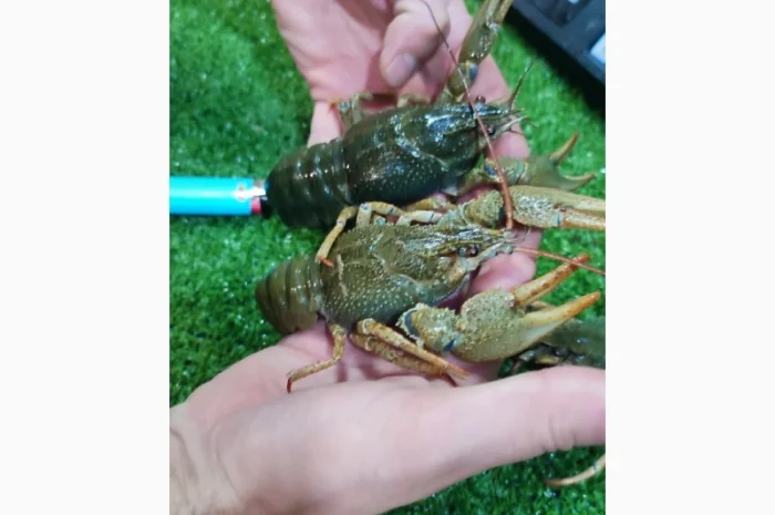 Раки живые и вареные- фото № 6