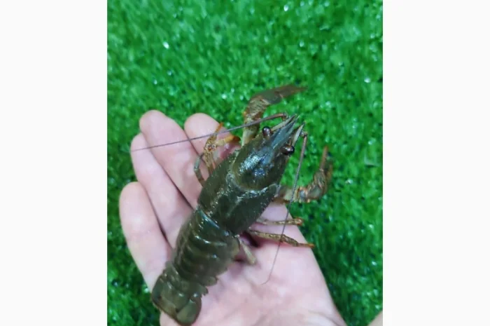 Раки ОПТ- фото № 1