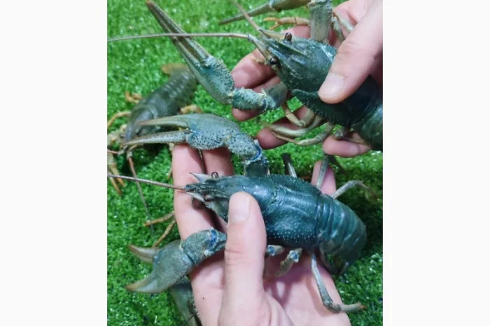 Раки ОПТ- фото № 7