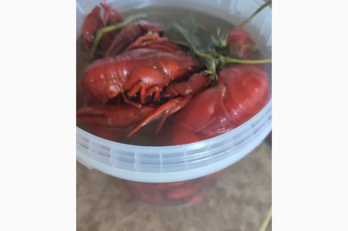 Раки ОПТ- фото № 9