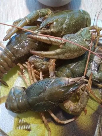 Продам раки оптом- фото № 1