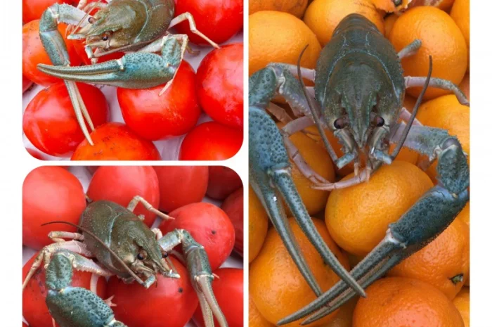 Куплю раки. Дорого- фото № 2