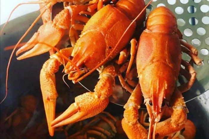 Купим раки оптом- фото № 1