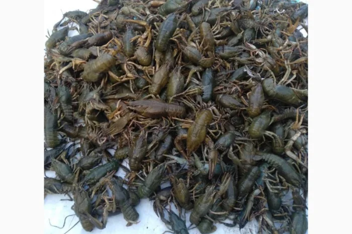 Закупаем Живых Раков- фото № 1