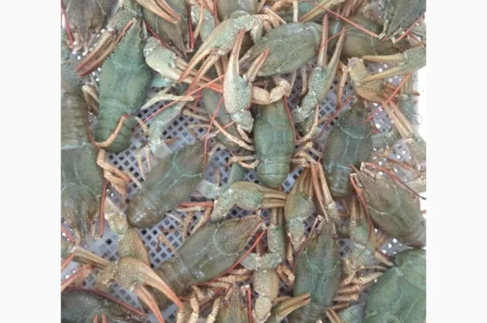 Покупаем Живых Раков Круглый год- фото № 1