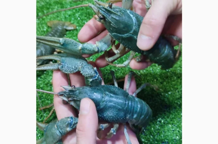 Раки ОПТ- фото № 1