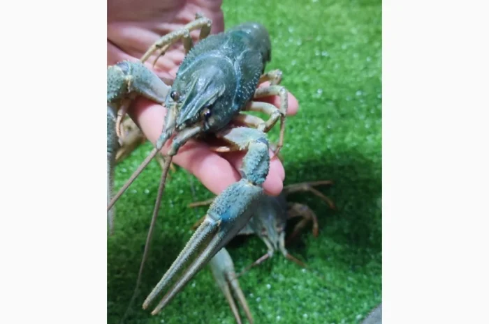 Раки ОПТ- фото № 4