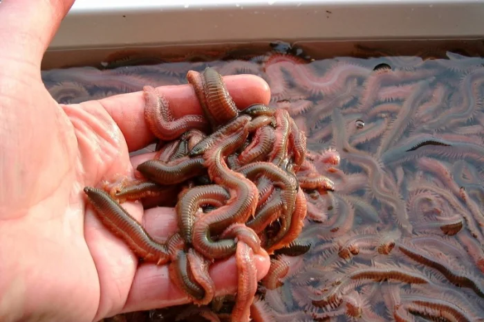 ПОЛІХЕТИ морські культивовані (Nereis virens). Продам- фото № 1