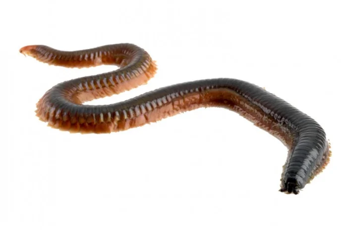 ПОЛІХЕТИ морські культивовані (Nereis virens). Продам- фото № 2