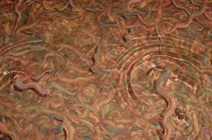 ПОЛІХЕТИ морські культивовані (Nereis virens). Продам- фото № 3