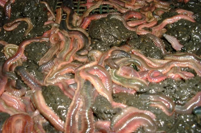 ПОЛІХЕТИ морські культивовані (Nereis virens). Продам- фото № 4