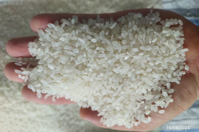 Рис для суші В'єтнам сорт Калроуз Преміум- фото № 3