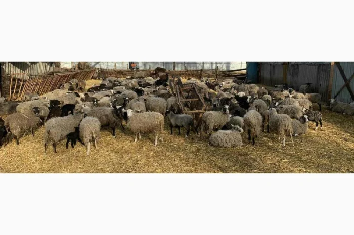 Продам баранів Романовської породи від виробника. Тільки від 100 голів- фото № 1