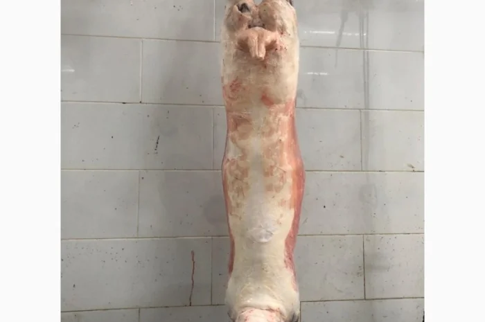 Купівля полутуші баранів від виробника від 100 голів- фото № 1