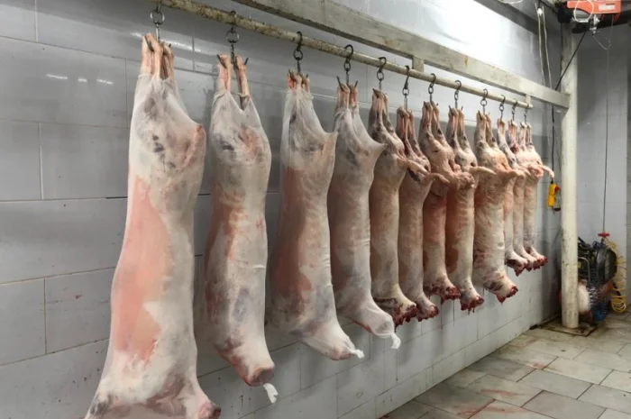 Купівля полутуші баранів від виробника від 100 голів- фото № 5