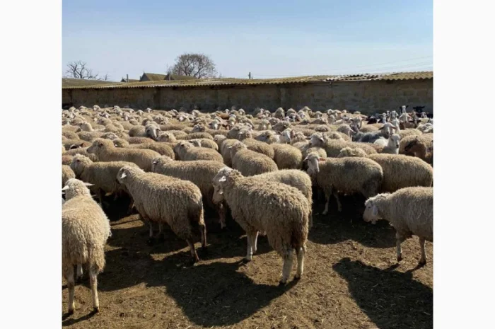 Продам баранов от поставщика – от 100 голов- фото № 4
