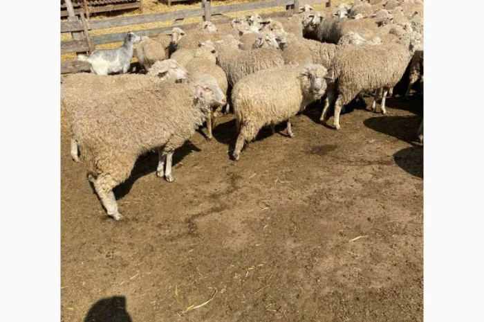Продам баранов от поставщика – от 100 голов- фото № 5