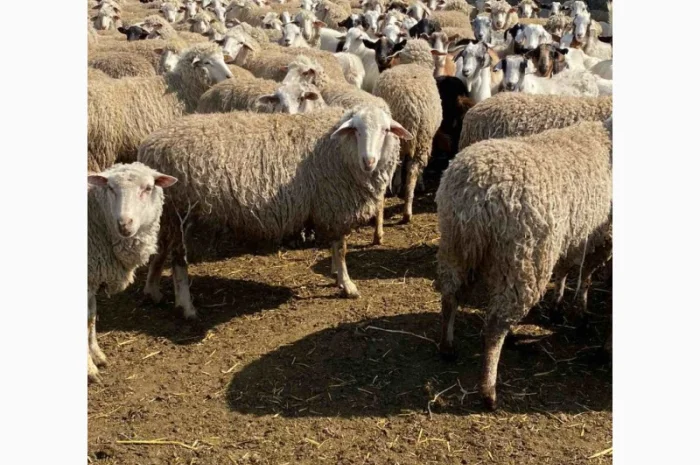 Продам баранов от поставщика – от 100 голов- фото № 6