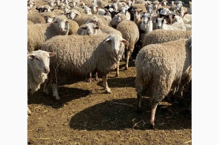 Продам баранов от поставщика – от 100 голов- фото № 1