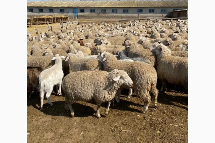 Продам баранов от поставщика – от 100 голов- фото № 3