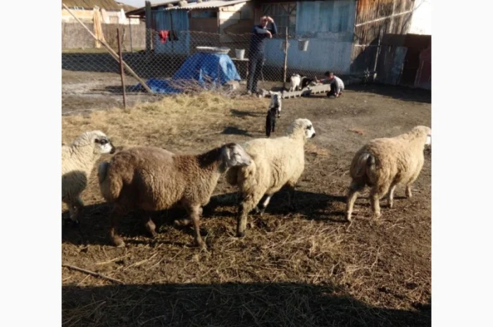 Пропозиція овців на експорт від виробника, від 100 голів- фото № 1