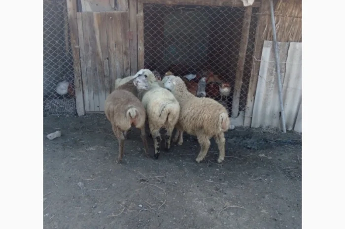 Пропозиція овців на експорт від виробника, від 100 голів- фото № 2