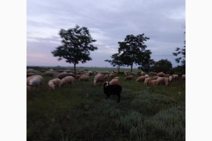 Пропозиція овців на експорт від виробника, від 100 голів- фото № 3