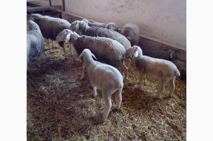 Продажа баранов- фото № 1