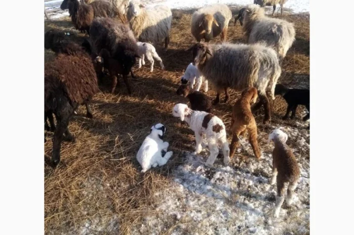 Продам тушки або живих молодих ягнят- фото № 1