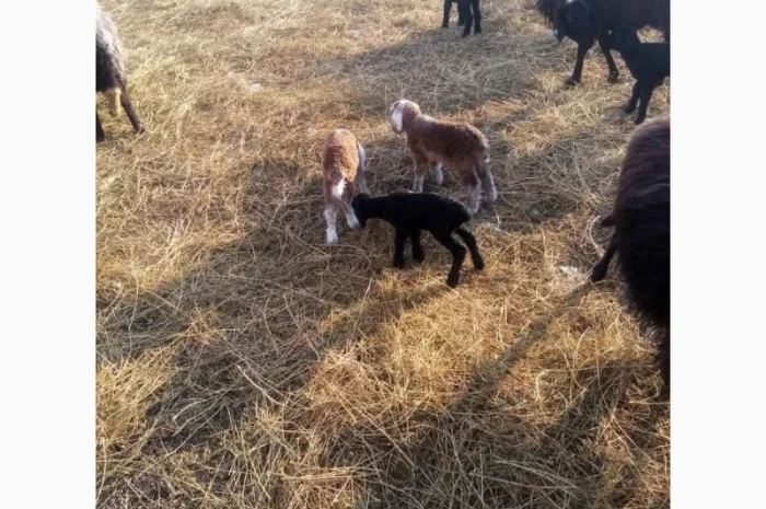 Продам тушки або живих молодих ягнят- фото № 2