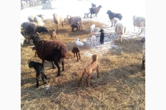 Продам тушки або живих молодих ягнят- фото № 3