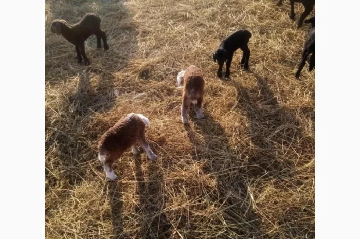 Продам тушки або живих молодих ягнят- фото № 4