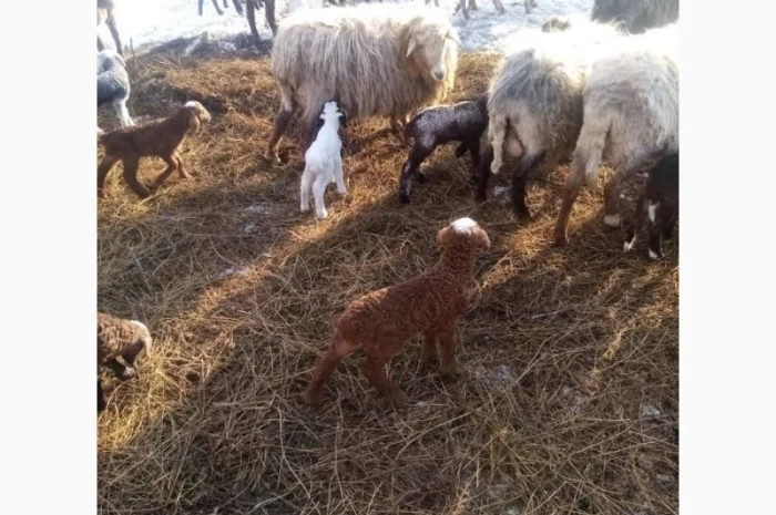 Пропонуються тушки та живі молоді ягнята- фото № 5