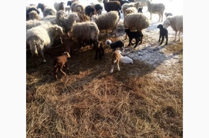 Продам тушки або живих молодих ягнят- фото № 5