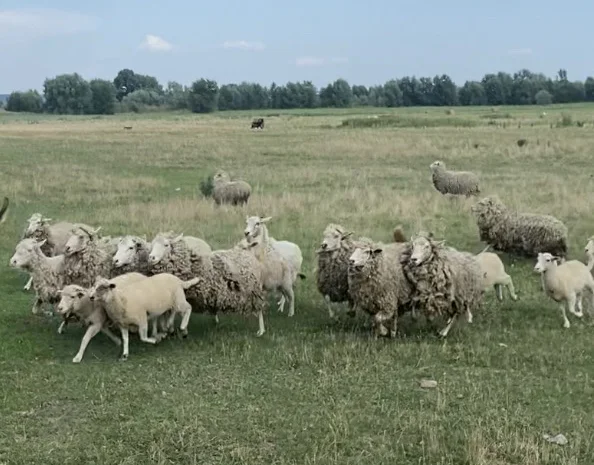 Продам бараны и ягнята- фото № 1