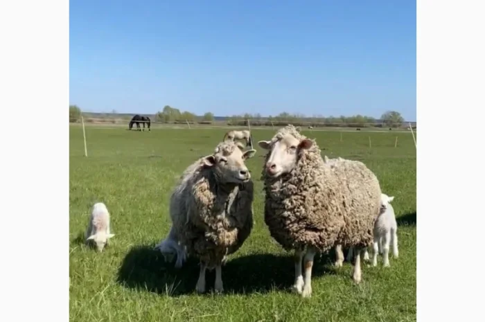 Продам бараны и ягнята- фото № 3