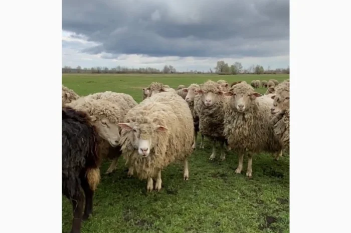 Продам бараны и ягнята- фото № 4