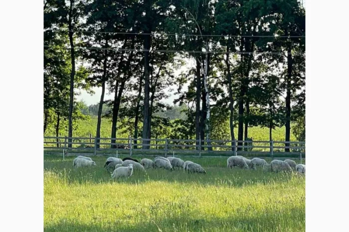 Пропонуємо баранину та ягнятину- фото № 2