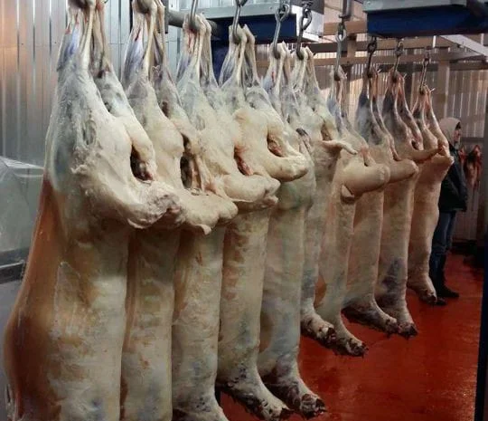 Баранина с аккредитив на Арабские Эмираты и Иран- фото № 5