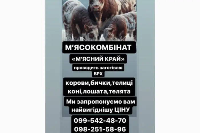 Мʼясокомбінат «Мʼясний Край» Дорого Закуповує ВРХ- фото № 1