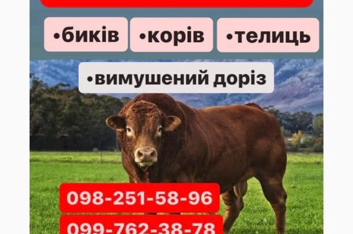 Проводимо Заготівлю куплю Яловичину ВРХ- фото № 1