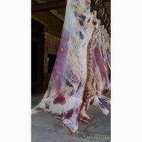 Есть покупатели говяжьи полу туши- фото № 10