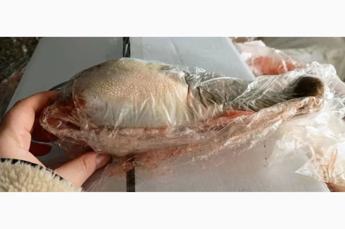 Продам язик яловичий За запитом- фото № 1