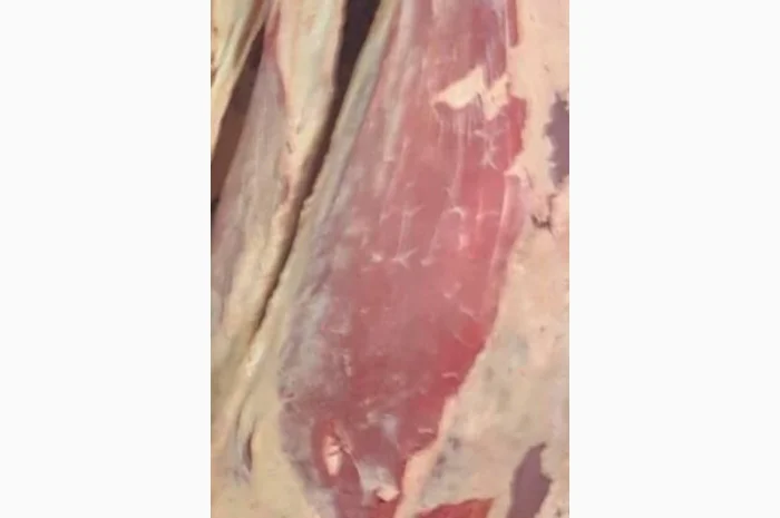 Продам на экспорт полутуши говядины. От производителя с 20 тонн Кроме Европи- фото № 9