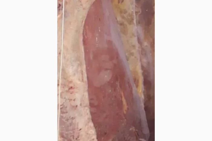 Продам на экспорт полутуши говядины. От производителя с 20 тонн Кроме Европи- фото № 10