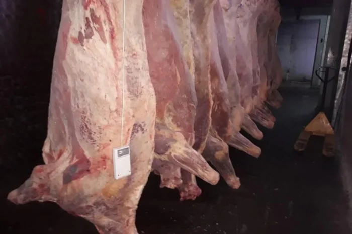 Продам на экспорт полутуши говядины. От производителя с 20 тонн Кроме Европи- фото № 11