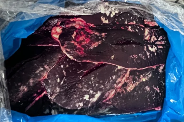 Селезінка- фото № 1