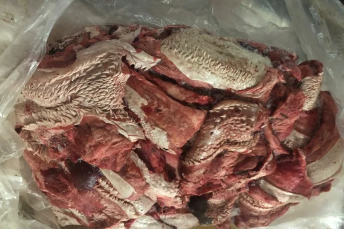 Стравохід- фото № 1