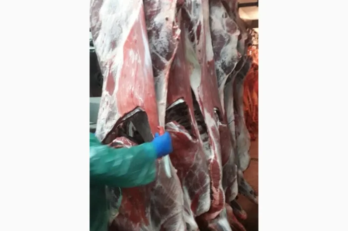 ПрАТ «АГРО-ПРОДУКТ» пропонує охолоджене мясо на кості та шматкове мясо бика і корови- фото № 2